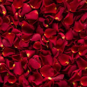 fresh rose petals