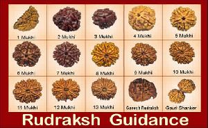 1 to 21 mukhi Rudraksh