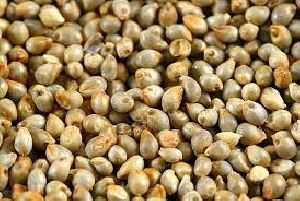 Millet Seeds