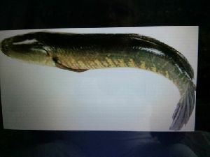murrel fish