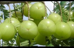 Indian Gooseberry