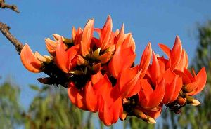 Palash Flower (Butea Monosperma)