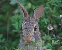 rabbits feed