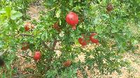 organic bhagwa pomegranates