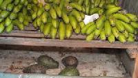 Banana Ripening Chamber