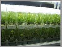 Plant Tissue Culture Laboratories