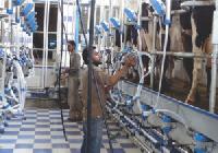 Automated Milking Parlors