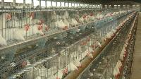 poultry cages