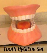 Human Tooth Model