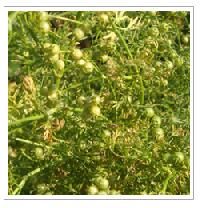 Coriander Seeds