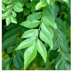 Curry Leaves