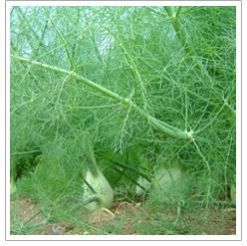 Fennel Seeds