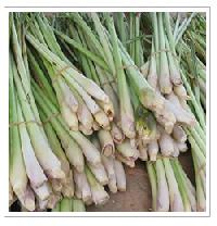 Lemon Grass