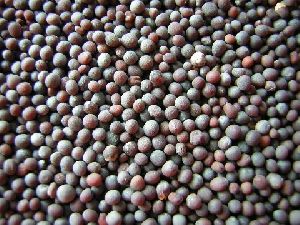 Black Mustard Seeds