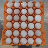 Parent & Broiler Hatching Eggs