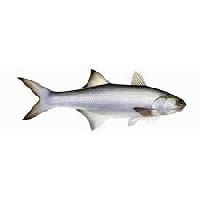 Salmon Fish Or Kala Meen