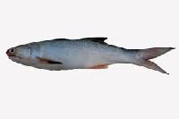 indian salmon