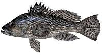 sea bass