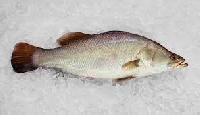 Asian Sea Bass