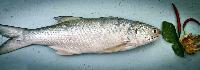 indian salmon