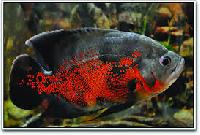 Red Tiger Oscar Fish