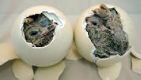 Fertile Ostrich Eggs