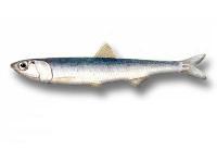 commersons anchovy fish