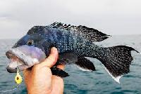 sea bass