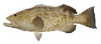 Grouper Fish