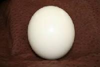 Ostrich Egg