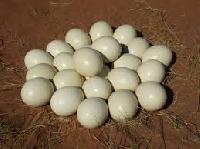 Fertile Hatching Ostrich Eggs