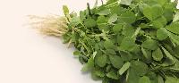 Fresh Fenugreek Leaves