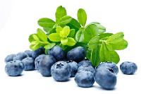 Bilberry Extract