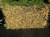 10 Kg Alfalfa Hay