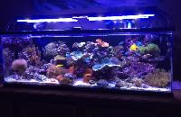 aquarium lights