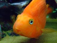 Orange Parrot Fish