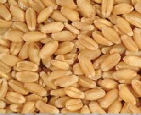 GRAINS