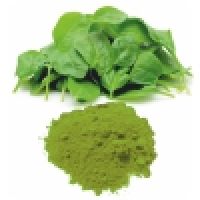 Spinach Powder