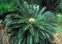 Cycad Plants