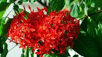 Ixora Plants