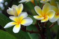 Plumeria Plants