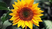 Krithika 321 Hybrid Sunflower Seeds