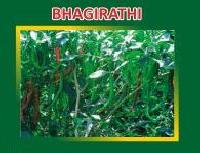 Bhagirathi Hybrid Green Chilli Seeds