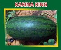 Karina King Hybrid Watermelon Seeds