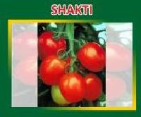 Shakti Hybrid Tomato Seeds