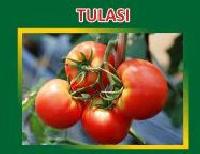 Tulasi Hybrid Tomato Seeds