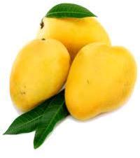 kesar mango