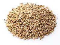 Canary Seed