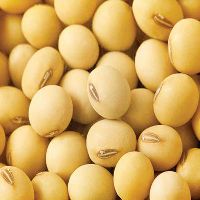 Soybeans Seed