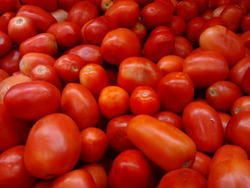 Fresh Red Tomato